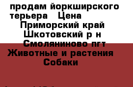 продам йоркширского терьера › Цена ­ 25 000 - Приморский край, Шкотовский р-н, Смоляниново пгт Животные и растения » Собаки   